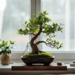 The Unexpected Allure of Indoor Bonsai Displays