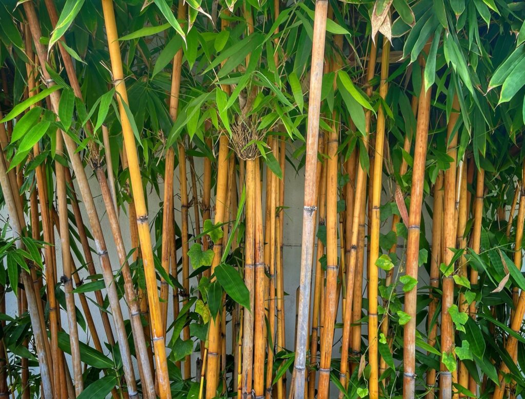 Indoor Bamboo Gardens