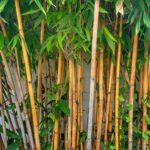 Indoor Bamboo Gardens