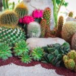 Indoor Cactus Gardens