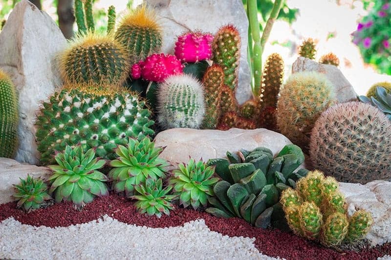 Indoor Cactus Gardens