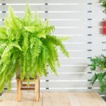 Indoor Fern Gardens