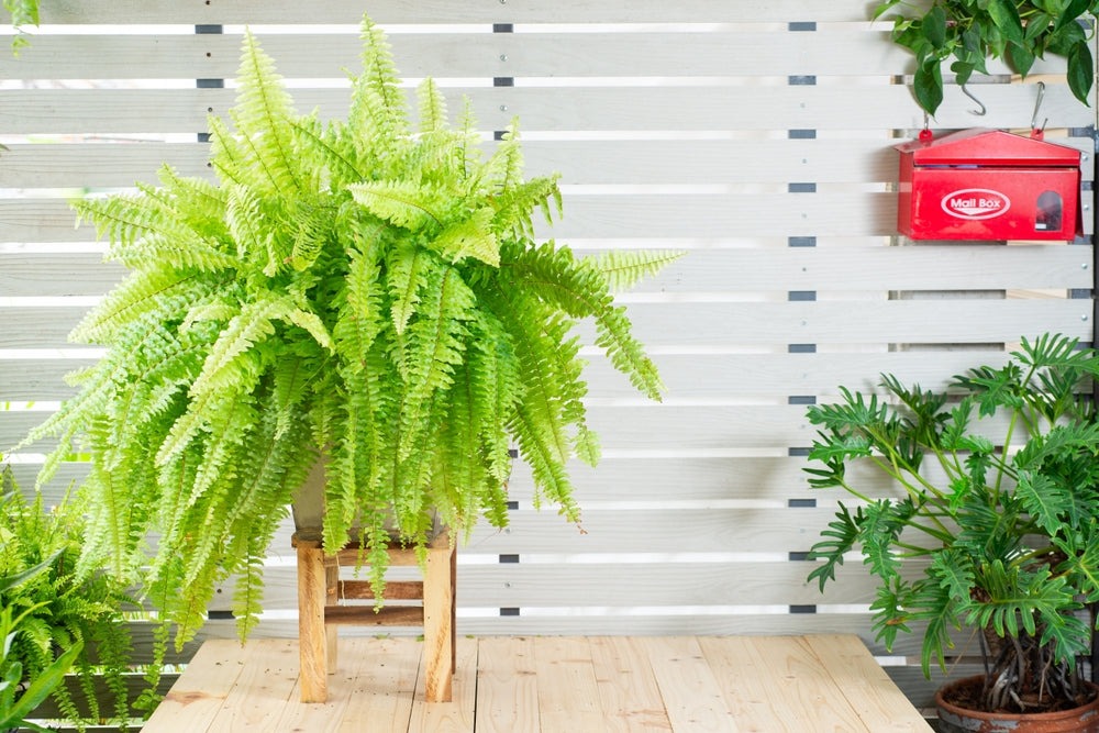 Indoor Fern Gardens