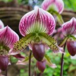 Indoor Orchid Displays