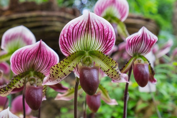 Indoor Orchid Displays
