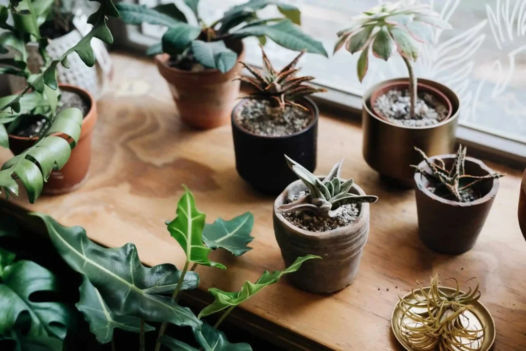 The Unexpected Charm of Indoor Succulent Terrariums