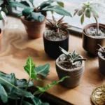 The Unexpected Charm of Indoor Succulent Terrariums